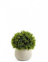 Marks and Spencer  Topiary in Ceramic Pot