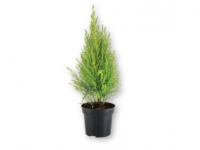 Lidl  Bedding Conifer