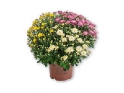Garden Mum Trio