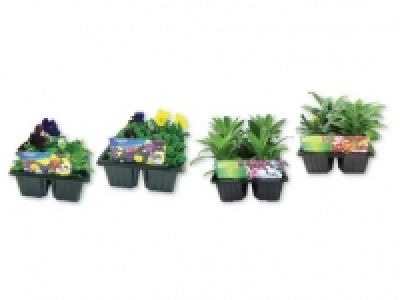 Pansy, Viola, Dianthus, Wallflower
