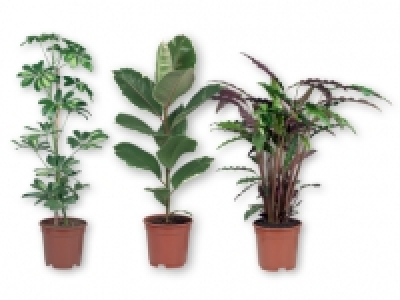Large Green House Plants