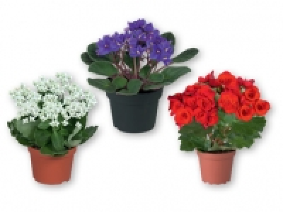 Decorative Indoor Plants