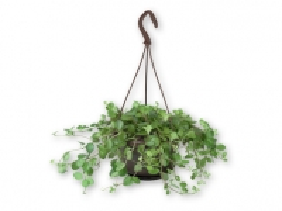 Indoor Hanging Plant