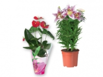 Luxury Indoor Plants 9.99 €