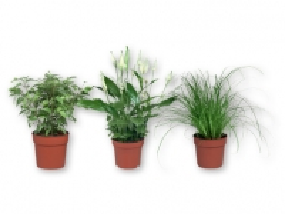 Green Indoor Plants