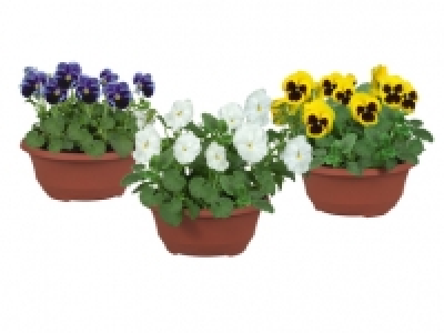 Viola Hanging Basket