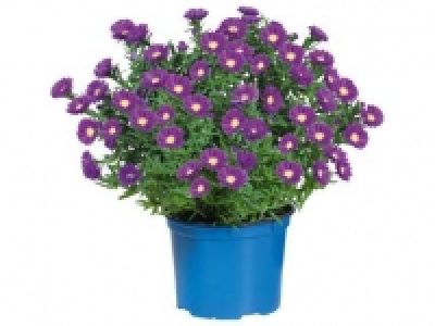 Large Aster