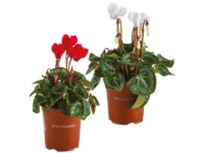 Mini Cyclamen 1.49 €