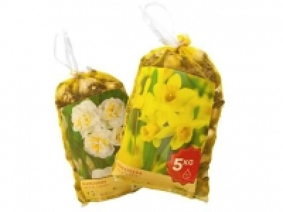 Daffodil and Narcissus Bulbs