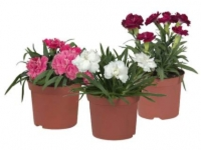 Pot Carnation