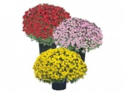 Large Garden Mums