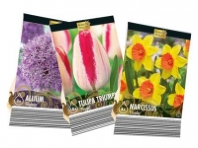 Premium Tulip Bulb Selection