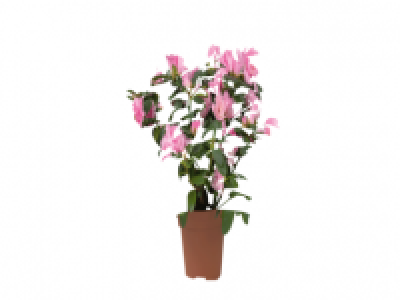 Camellia