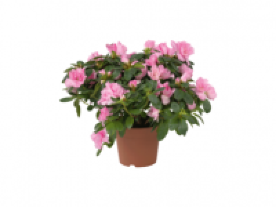 Azalea Japonica Rhododenron