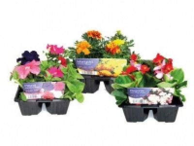 Pansy, Viola, Bellis, Dianthus, Myosotis, Wallflower