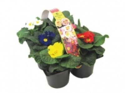 Primrose 3.99 €