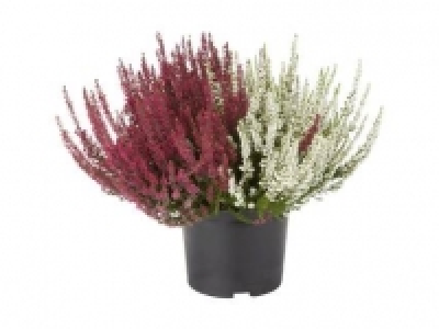 Calluna