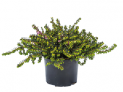 Erica Darleyensis