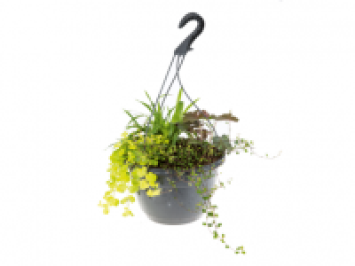 Autumn Hanging Basket