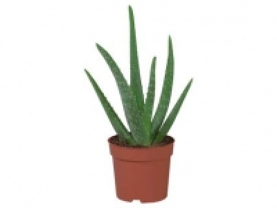 Lidl  Aloe Vera