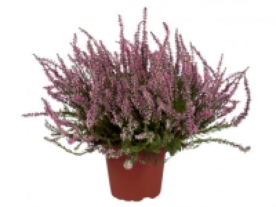 Large Calluna Flowering Heather