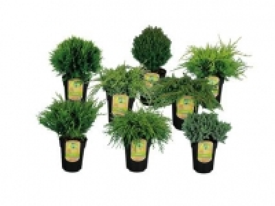 Conifer Mix