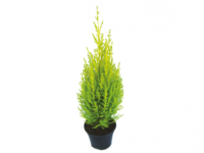 Wilma Goldcrest 2.49 €