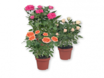Indoor Roses