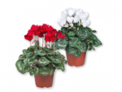 Cyclamen