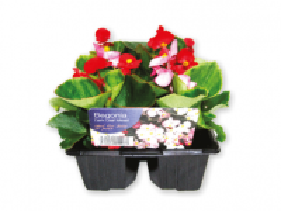 Pansy, Viola, Wallflower, Bellis