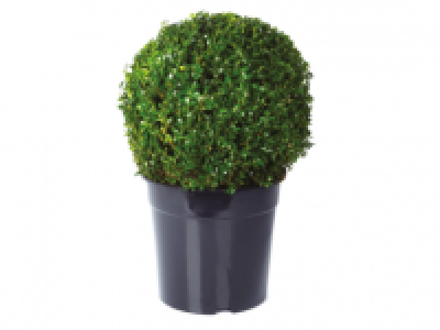 Buxus Ball