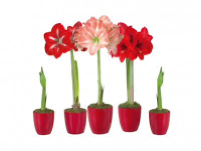 Lidl  Amaryllis