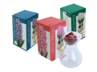 Hyacinth in Glass Vase