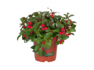 Lidl  Gaultheria