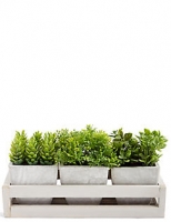 Marks and Spencer  Grass Trio in Wooden Tray