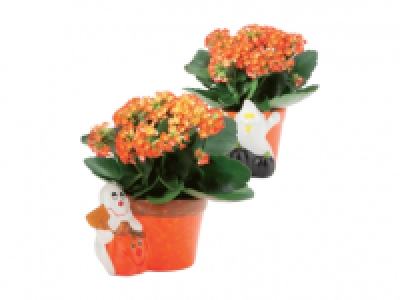 Flaming Katy in Halloween Pot