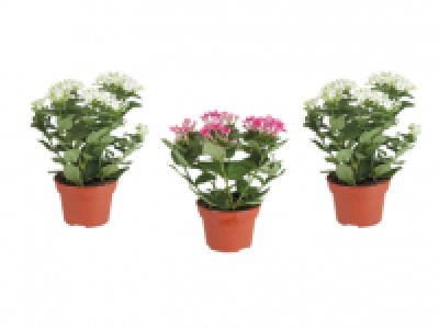 Bouvardia Bellevardia