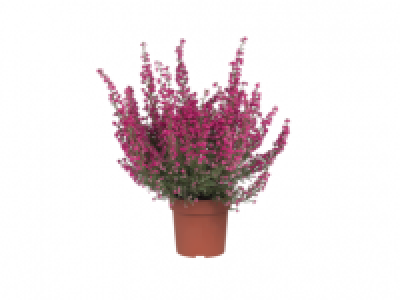 Erica Gracillis 1.99 €