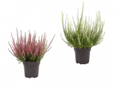 Small/Large Winter Flowering Heather