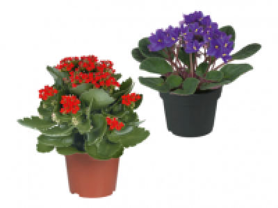 Flowering Plants