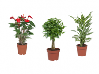 Green and Flowering Plant Mix