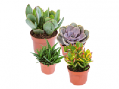 Assorted Succulents