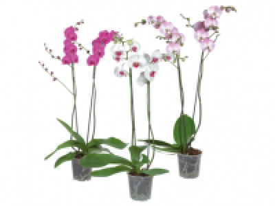 Phalaenopsis 2 Stems