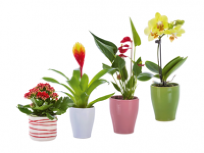Mini Flowering Plant in Ceramic Pot