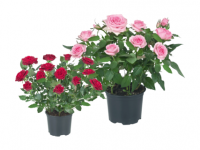 Mini Rose