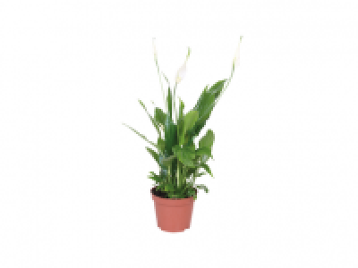 Peace Lily 1.49 €