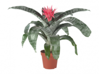 Aechmea Primera 7.99 €