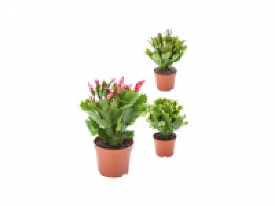 Christmas Cactus 1.99 €