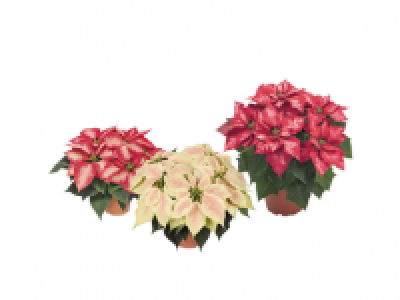 Premium Poinsettia