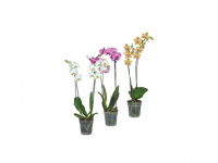 Lidl  Phalaenopsis Mix 3 Stems/20+ Flowers